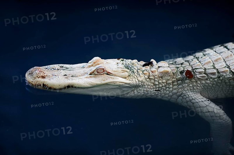 American Alligator (Alligator mississippiensis)