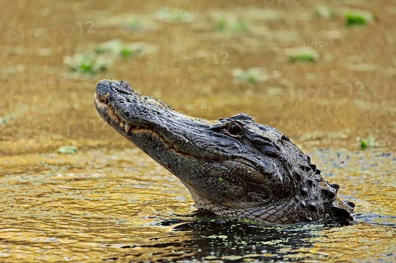 American Alligator (Alligator mississippiensis) in the water