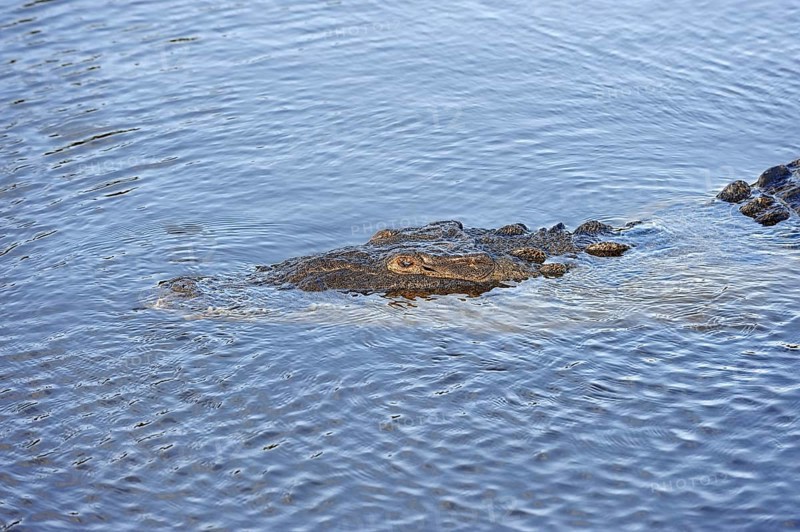 American Crocodile (Crocodylus acutus) in the water
