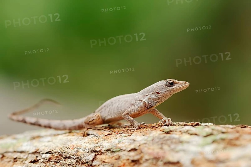 Florida Bark Anole (Anolis distichus floridanus)