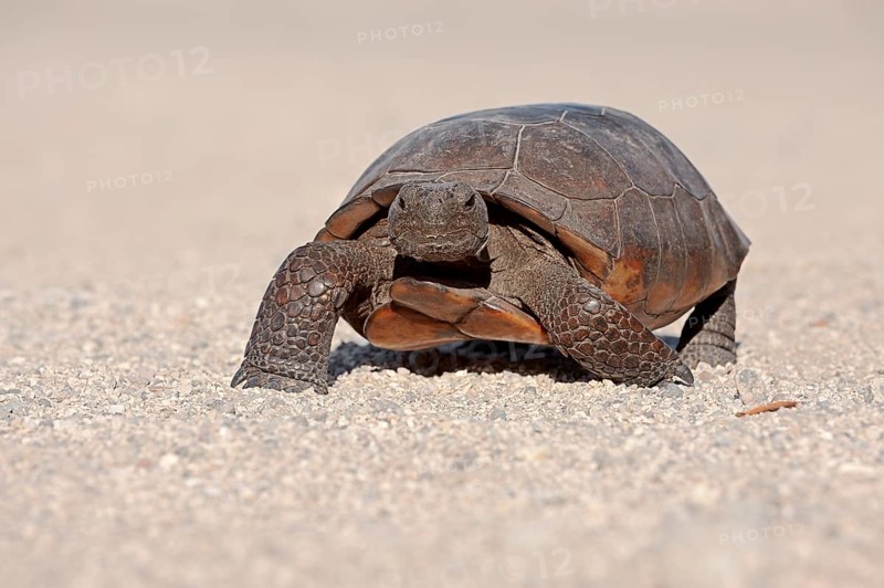 Gopher Tortoise (Gopherus polyphemus)