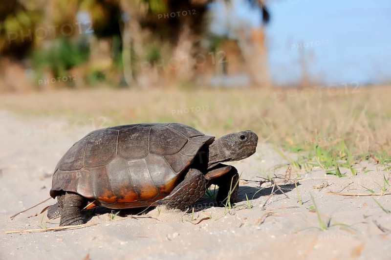 Gopher Tortoise (Gopherus polyphemus)