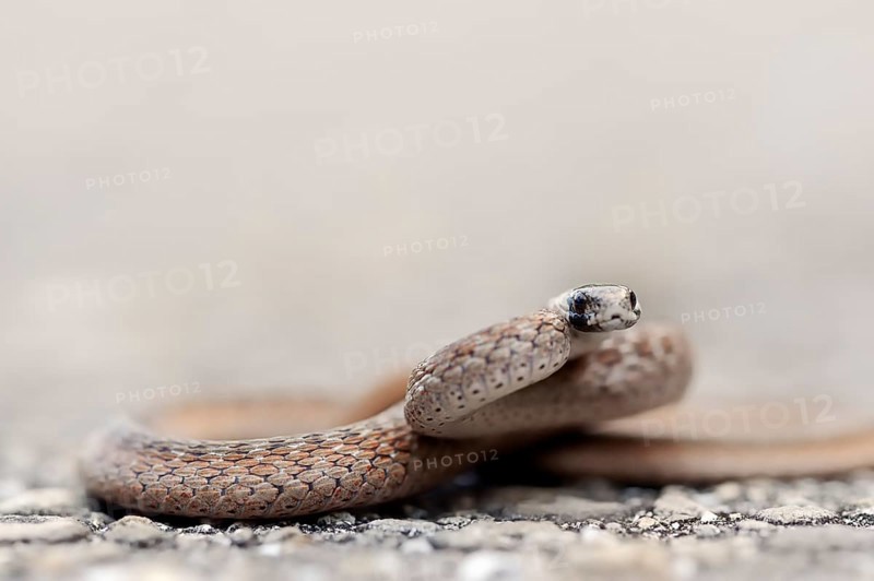 Florida Brown Snake or De Kay's Snake (Storeria dekayi victa