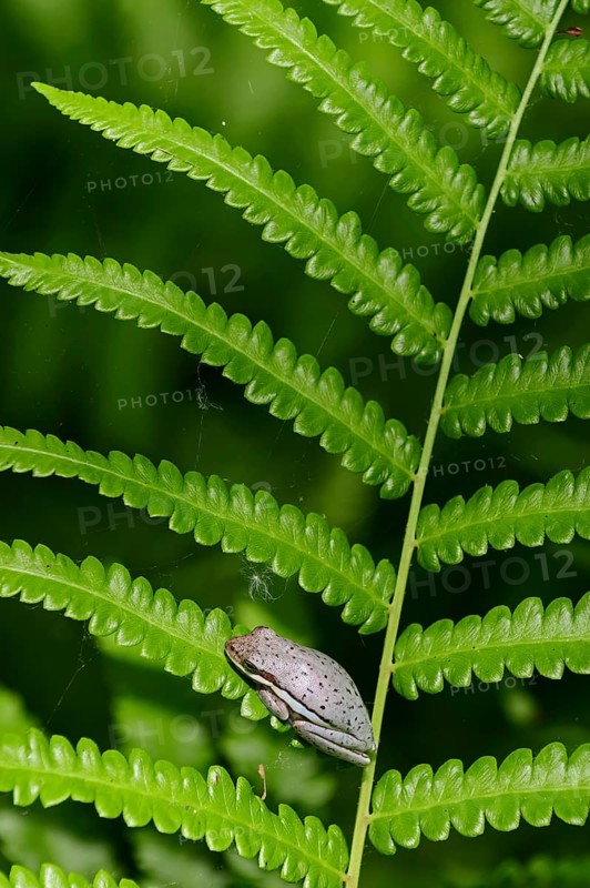 American Green Tree Frog (Hyla cinerea) sitting on fern frond