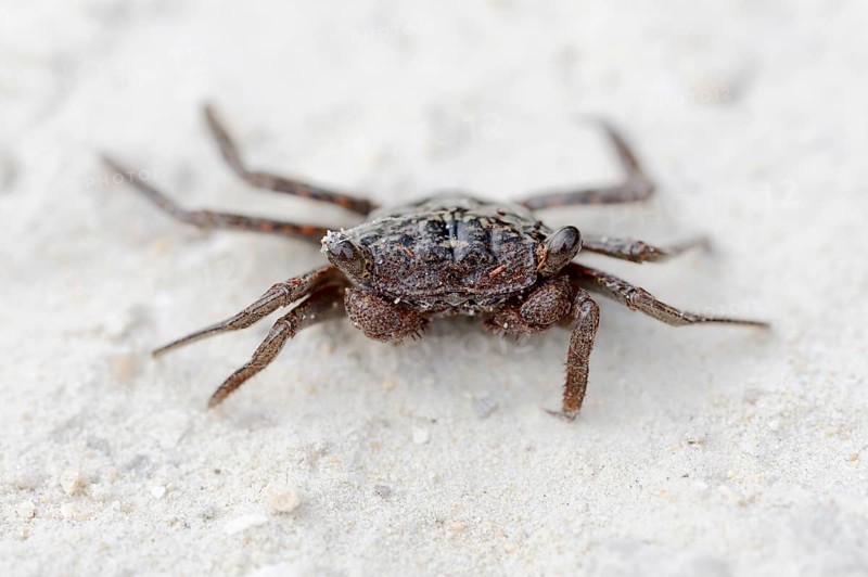 Mangrove Tree Crab (Aratus pisonii)