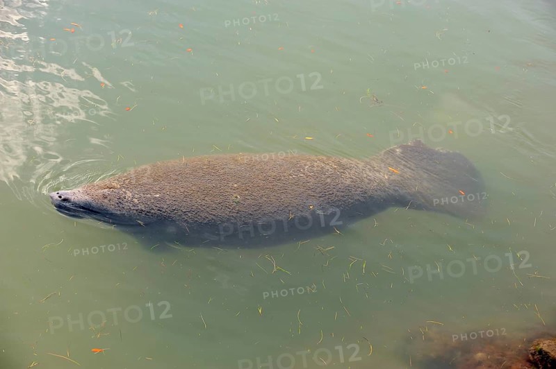 Florida Manatee (Trichechus manatus latirostris)
