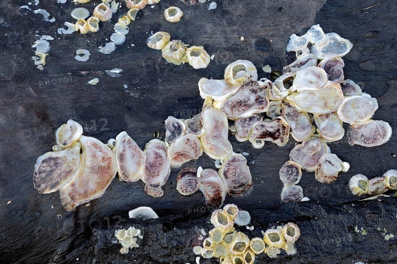 Oysters (Crassostrea sp.) and Barnacles (Balanus sp.) on driftwood