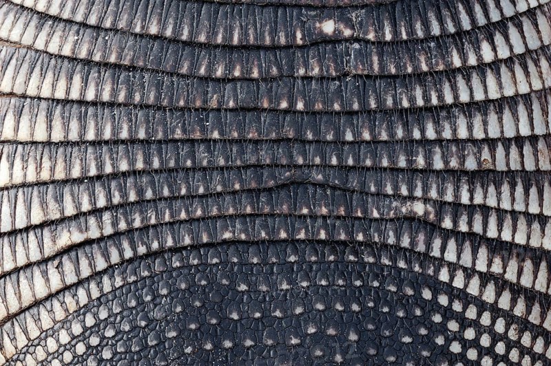 Nine-banded Armadillo (Dasypus novemcinctus)