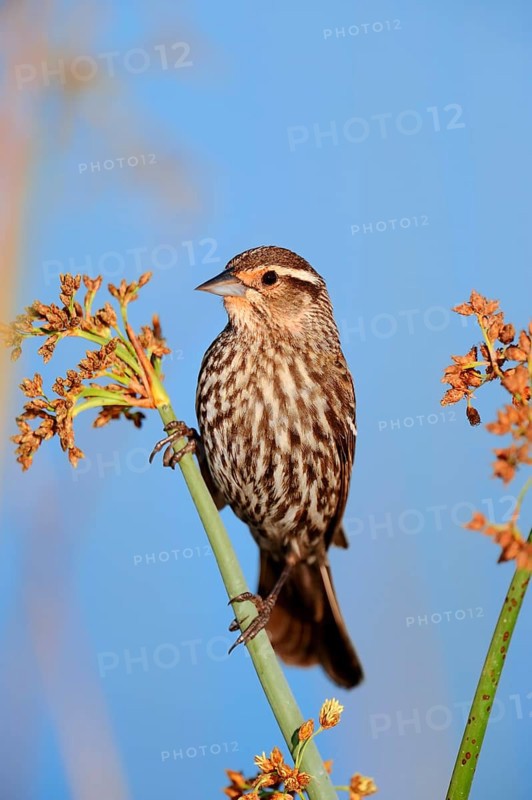 Red-winged Blackbird (Agelaius phoeniceus)