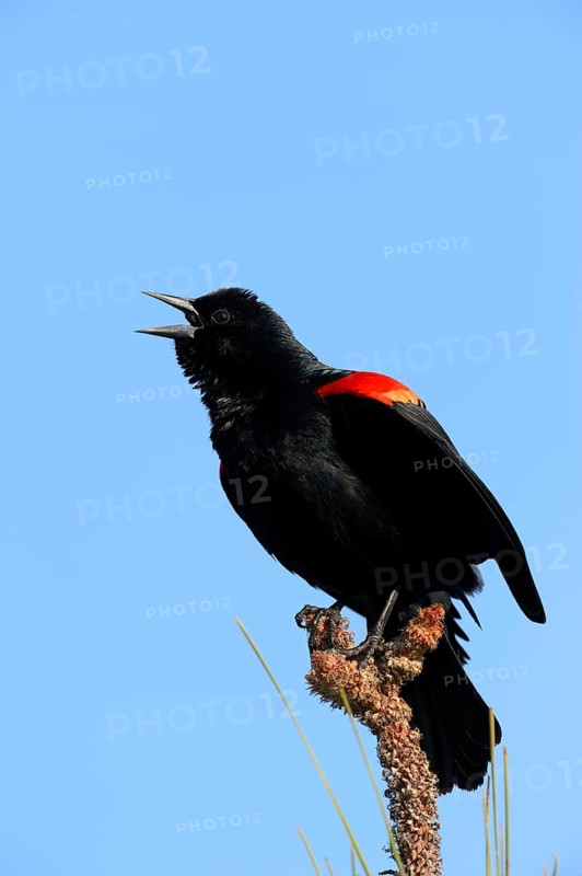 Red-winged Blackbird (Agelaius phoeniceus)