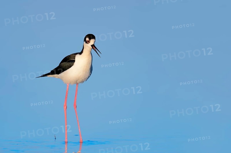 Black-necked Stilt (Himantopus mexicanus)