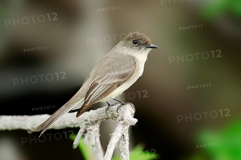 Eastern Phoebe (Sayornis phoebe)