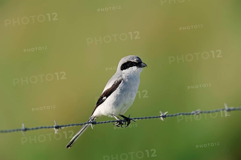 Loggerhead Shrike (Lanius ludovicianus) perched on a barbed wire fence