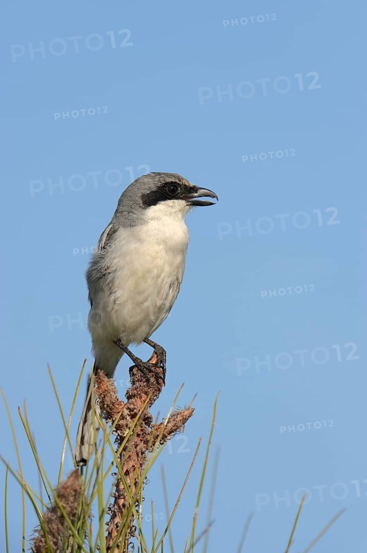 Loggerhead Shrike (Lanius ludovicianus)