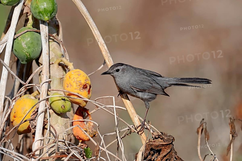 Gray Catbird (Dumetella carolinensis) on a Papaya or Pawpaw Tree (Carica papaya)