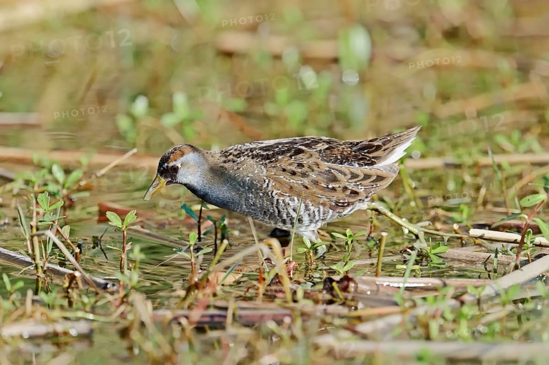 Sora Rail or Sora Crake (Porzana carolina)