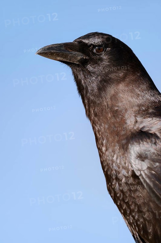 American Crow (Corvus brachyrhynchos)