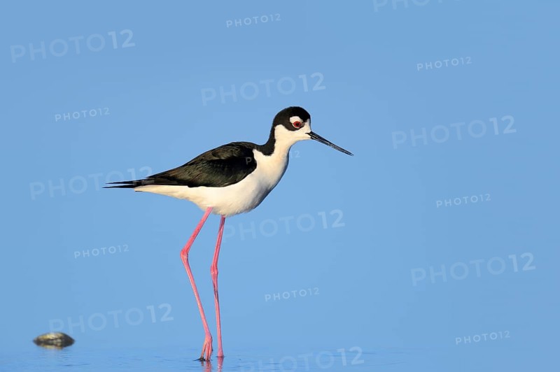 Black-necked Stilt (Himantopus mexicanus)