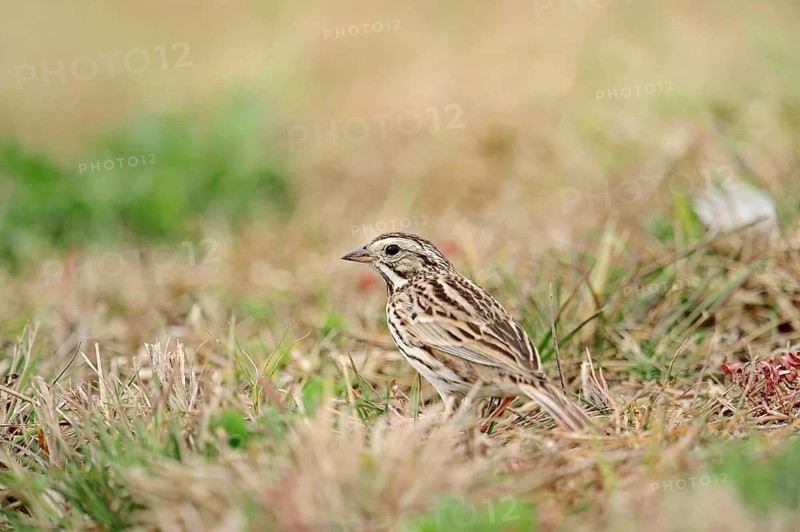 Savannah Sparrow (Passerculus sandwichensis) in the grass