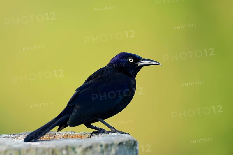 Common Grackle (Quiscalus quiscula)