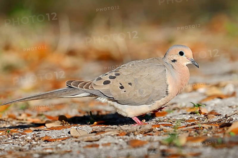 Mourning Dove (Zenaida macroura)