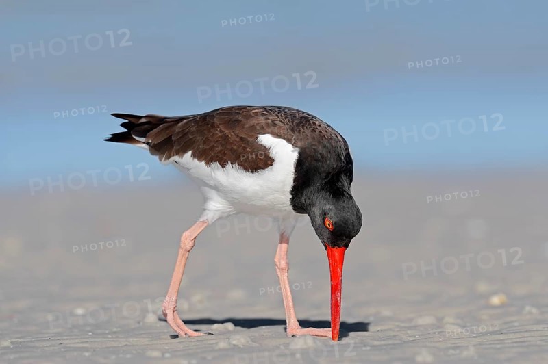 American Oystercatcher or American Pied Oystercatcher (Haematopus palliatus)