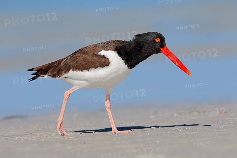 American Oystercatcher or American Pied Oystercatcher (Haematopus palliatus)