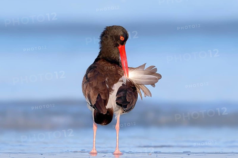 American Oystercatcher or American Pied Oystercatcher (Haematopus palliatus)