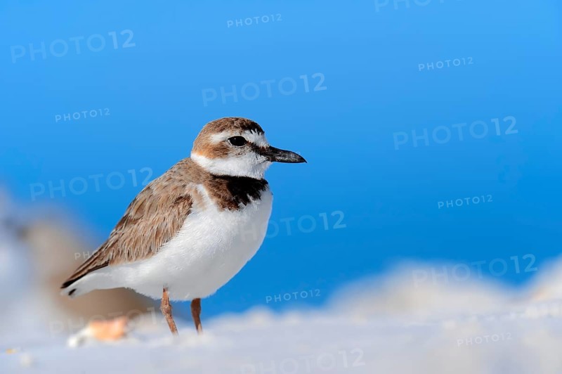 Wilson's Plover (Charadrius wilsonia)