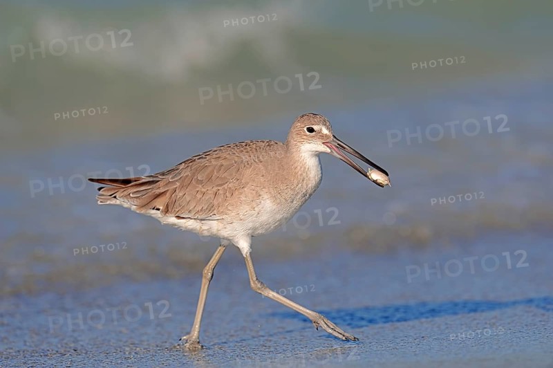 Willet (Tringa semipalmata