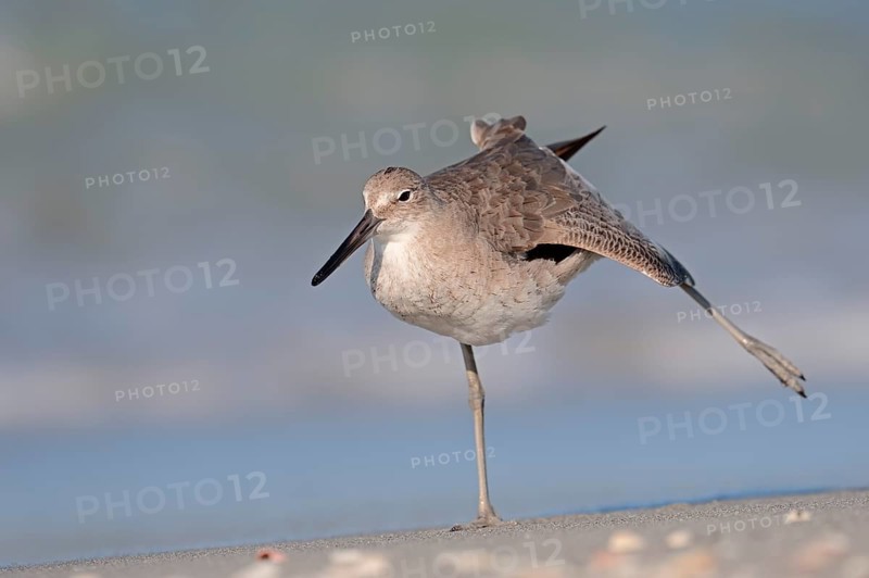 Willet (Tringa semipalmata