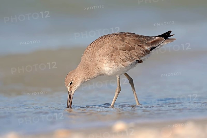 Willet (Tringa semipalmata
