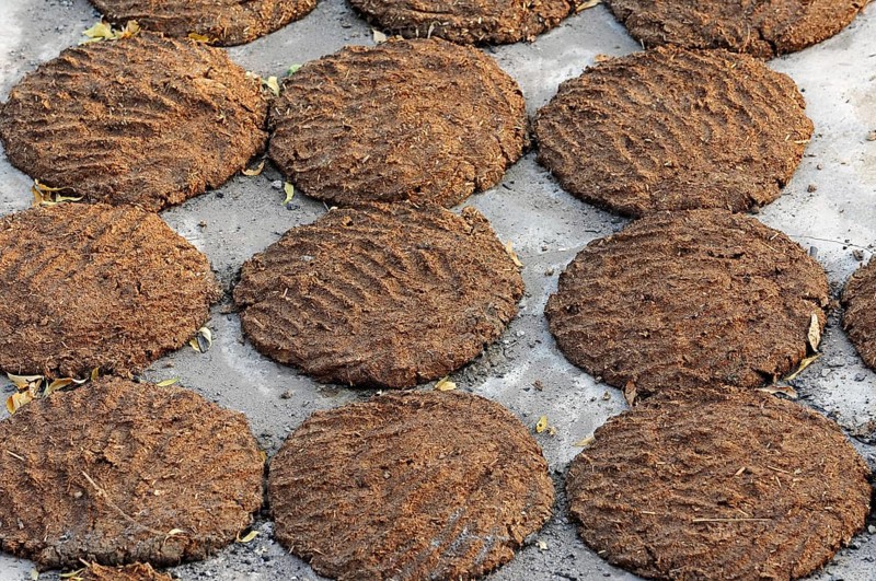 Cow dung laid out to dry for use as fuel