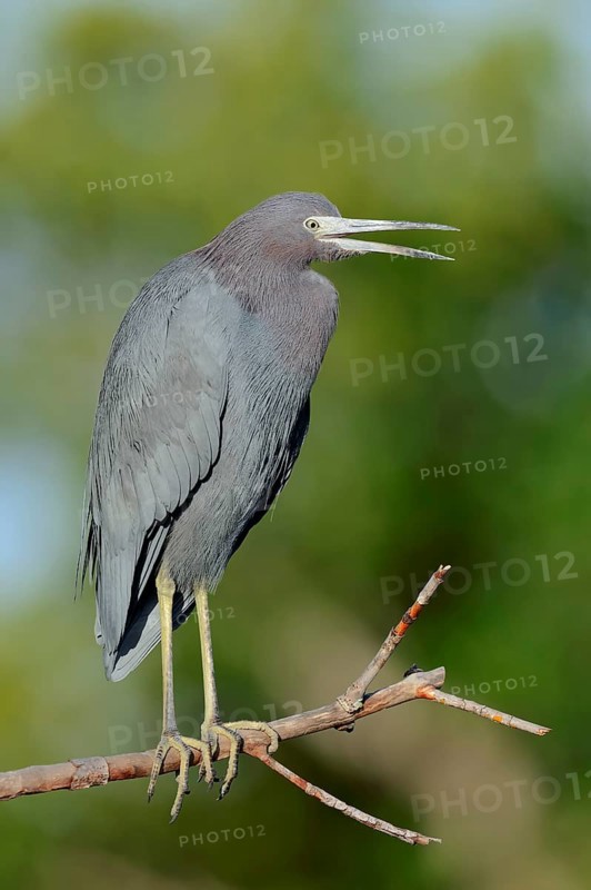 Little Blue Heron (Egretta caerulea)
