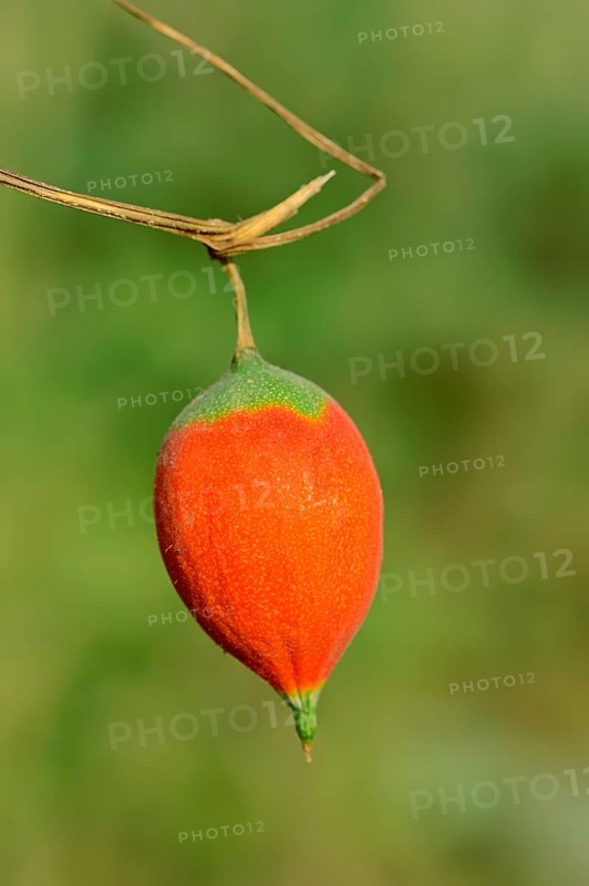 Gourd (Trichosanthes sp.)
