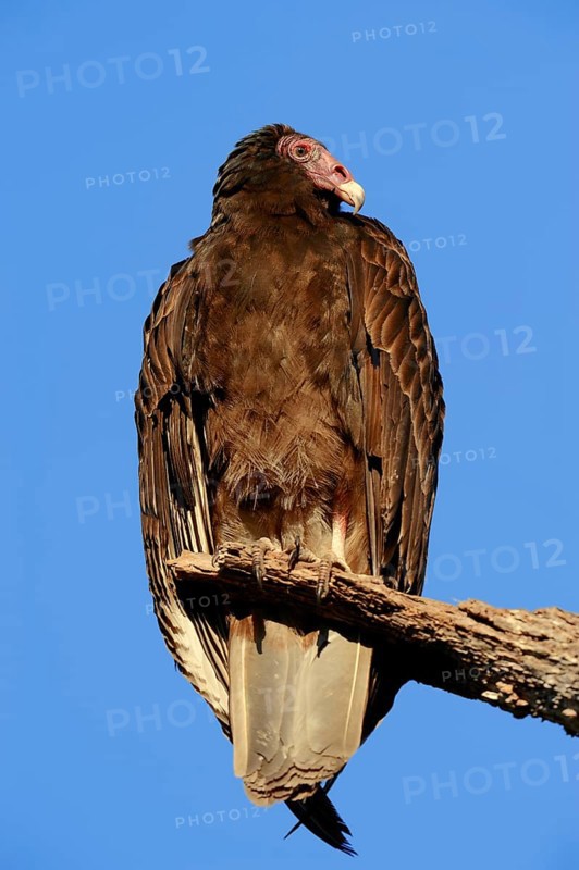 Turkey Vulture or Turkey Buzzard (Cathartes aura)