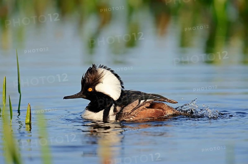 Hooded Merganser (Lophodytes cucullatus