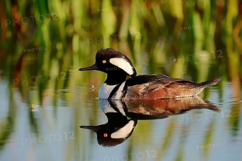 Hooded Merganser (Lophodytes cucullatus