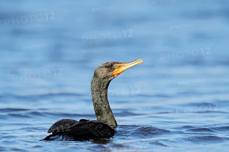 Double-crested Cormorant (Phalacrocorax auritus)
