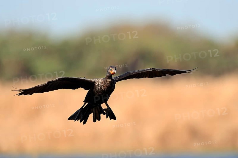 Double-crested Cormorant (Phalacrocorax auritus)
