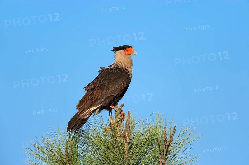 Southern Crested Caracara or Carancho (Polyborus plancus)