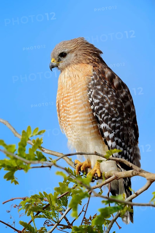 Red-shouldered Hawk (Buteo lineatus)