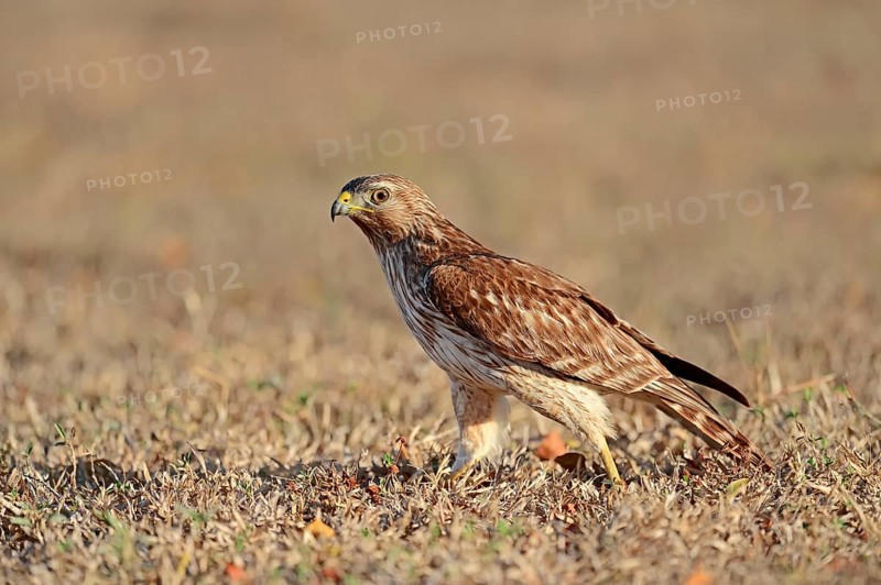 Red-shouldered Hawk (Buteo lineatus)