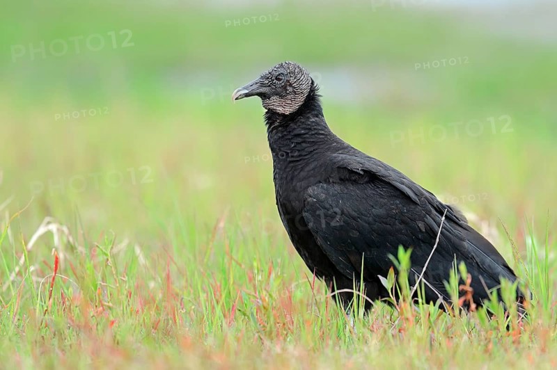 Black Vulture (Coragyps atratus)