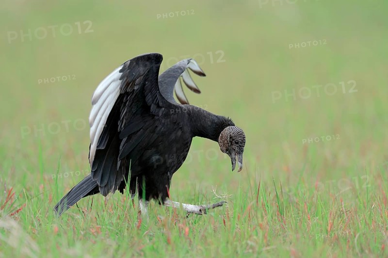 Black Vulture (Coragyps atratus)
