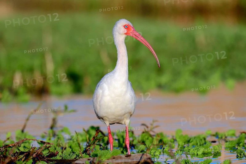 American White Ibis (Eudocimus albus)