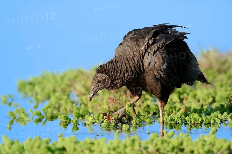 Black Vulture (Coragyps atratus)