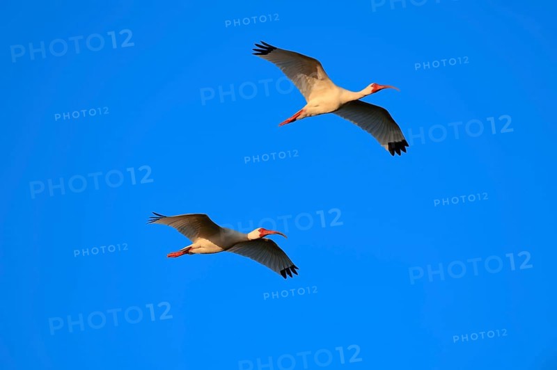 Two American White Ibis (Eudocimus albus) in flight