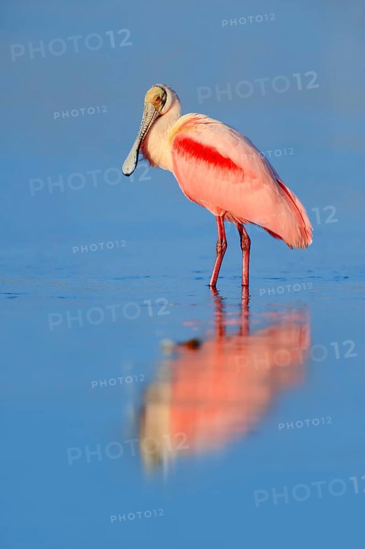 Roseate Spoonbill (Ajaja ajaja
