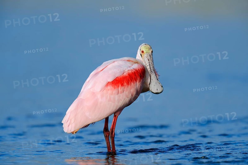 Roseate Spoonbill (Ajaja ajaja
